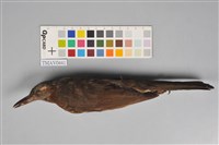 藏品(棕耳鵯)的圖片